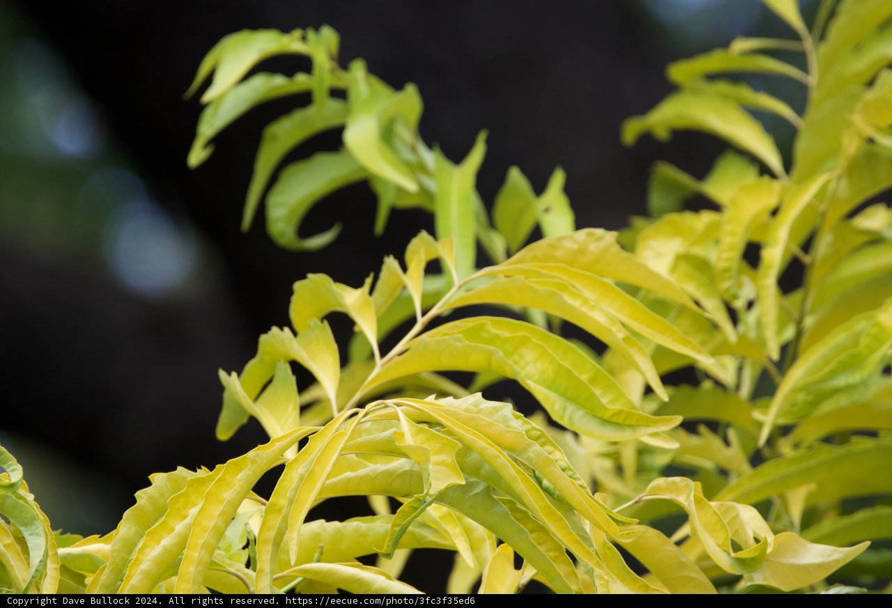 Verdant Elegance at Honolulu Zoo