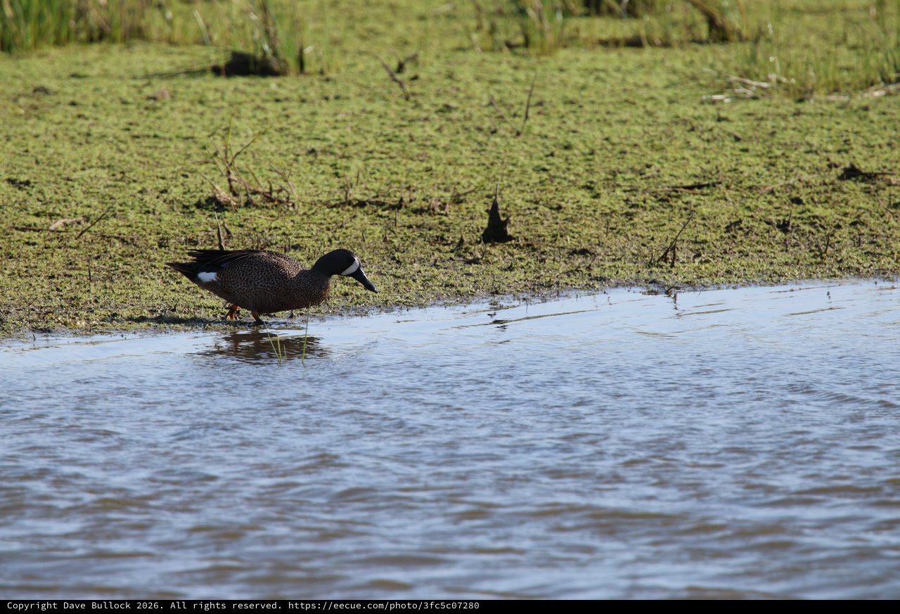 Blue-winged Teal Duck Wading in Wetland Marsh