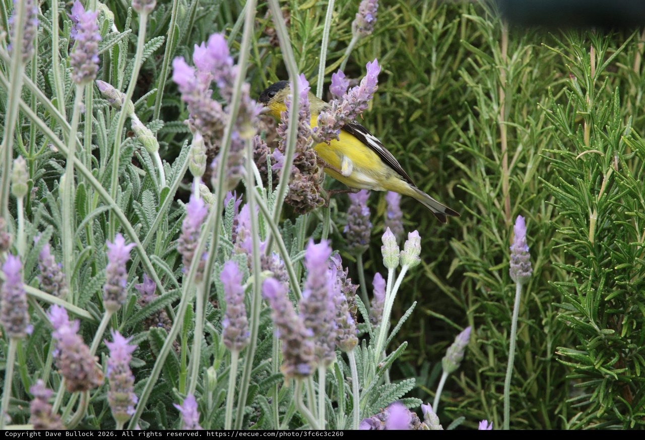 Yellow Bird Perched Among Lavender Flowers in Garden