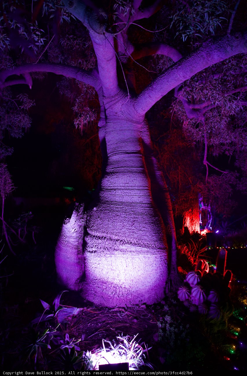 Enchanted Night in the Garden