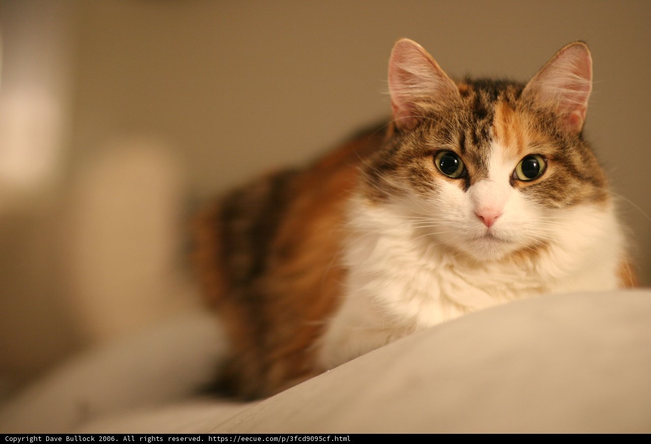 Calico Cutie