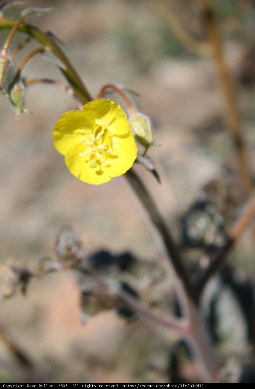 A Geranium Flower in Full Bloom