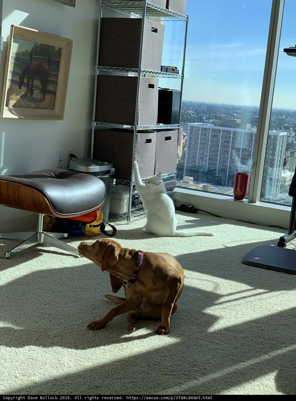 Relaxing Pup in a Cozy Living Room