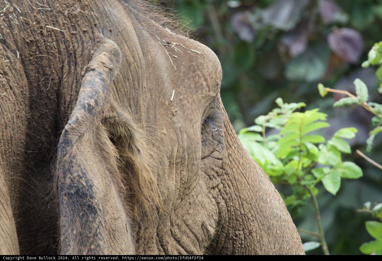 Gentle Giant Amongst the Greens