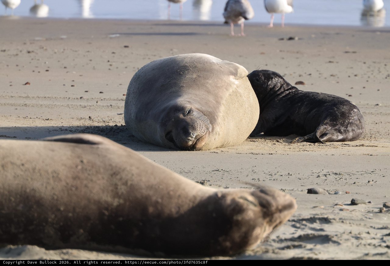 Elephant Seal Mother and Pup Resting on Beach