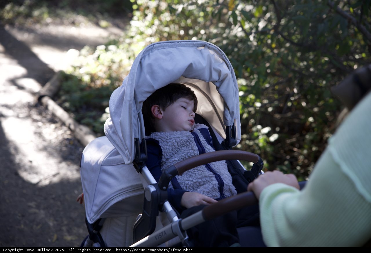Afternoon Slumber in Thistlewyck