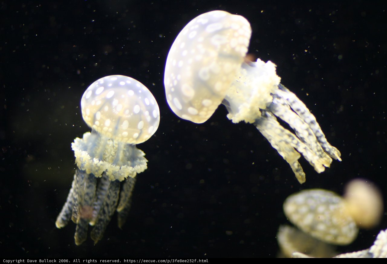 Dancing Jellyfish