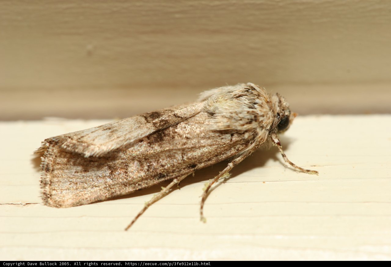 Delicate Moth on a Window Sill