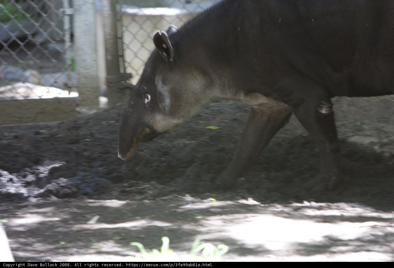 Majestic Cattle in the Zoo