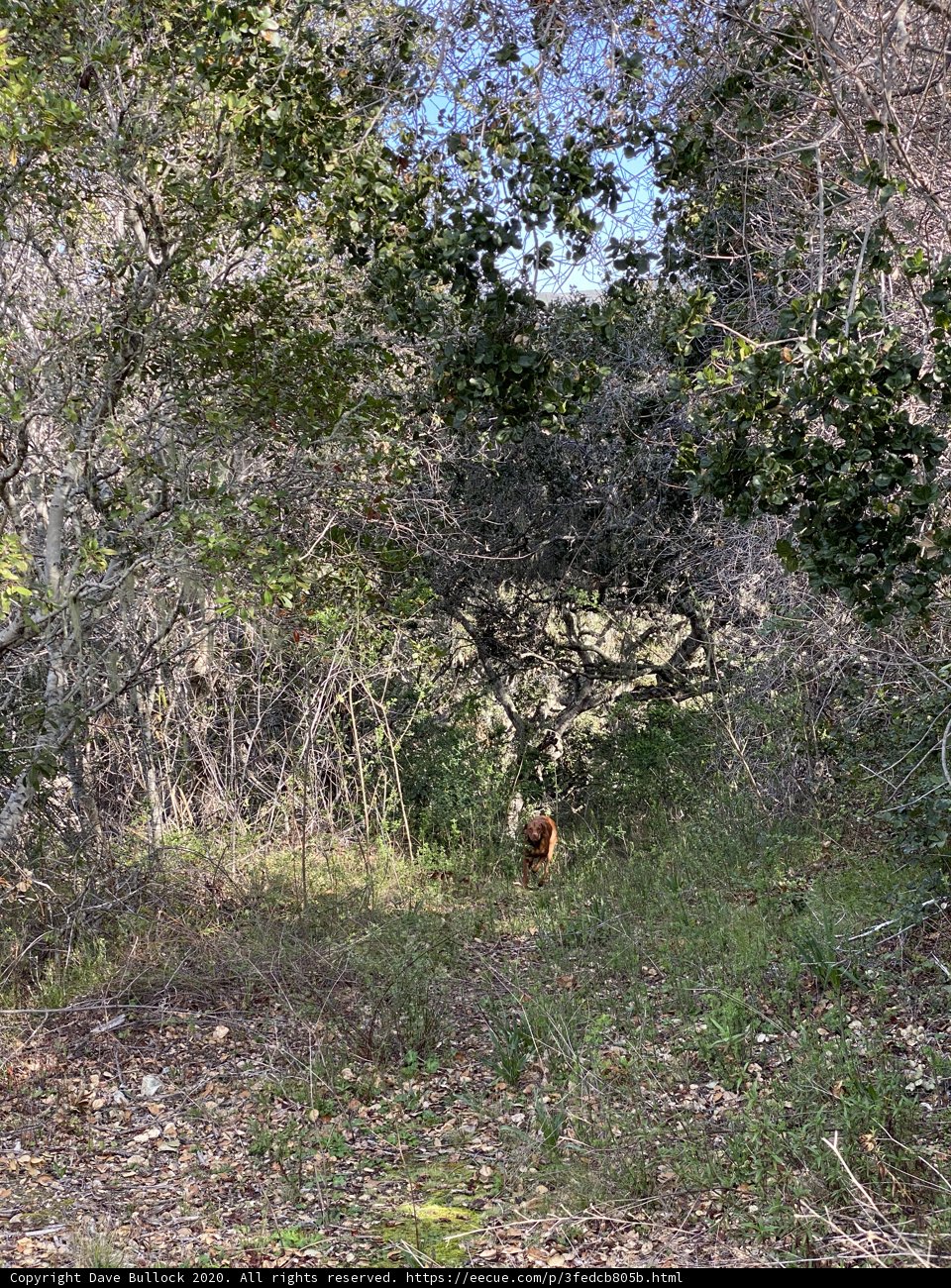 The Canine in the Wild Woodland