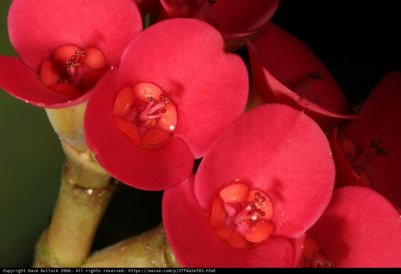 Stunning Red Flowers in Full Bloom