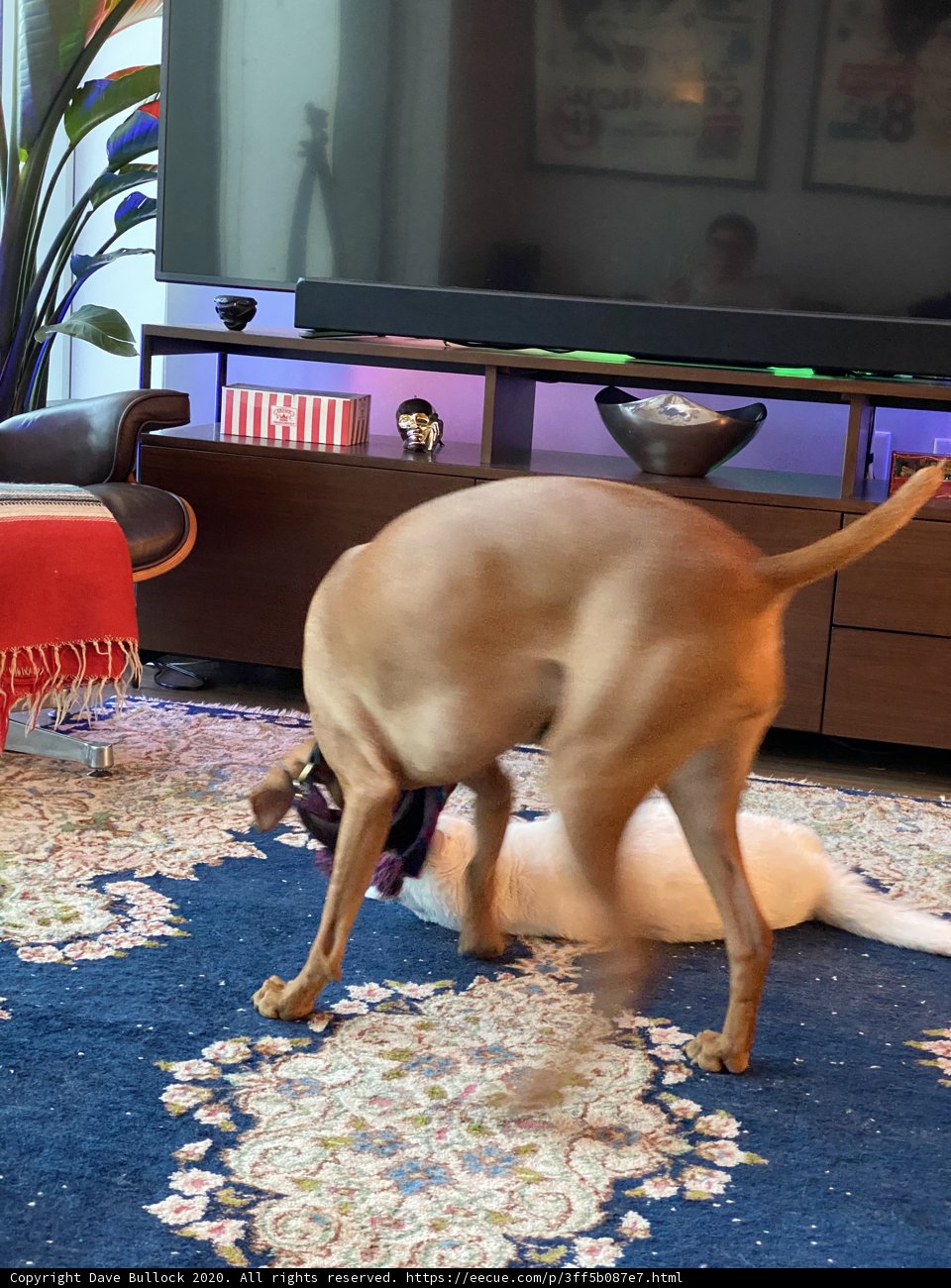 Furry Friends at Play