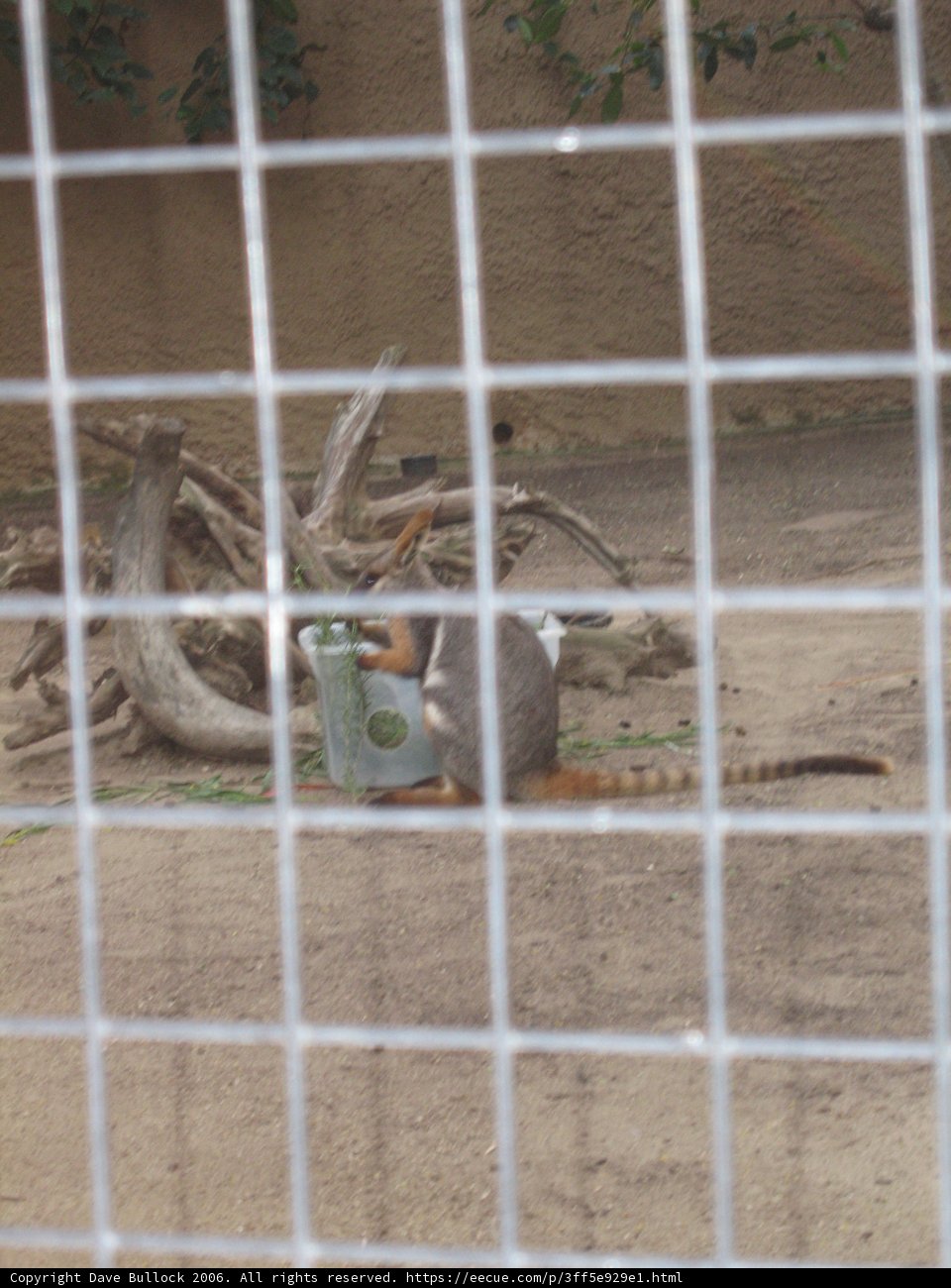 Captive Critter