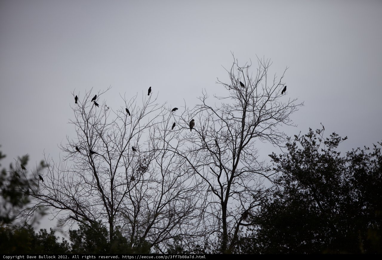 Silhouetted Blackbirds perched on a Tree