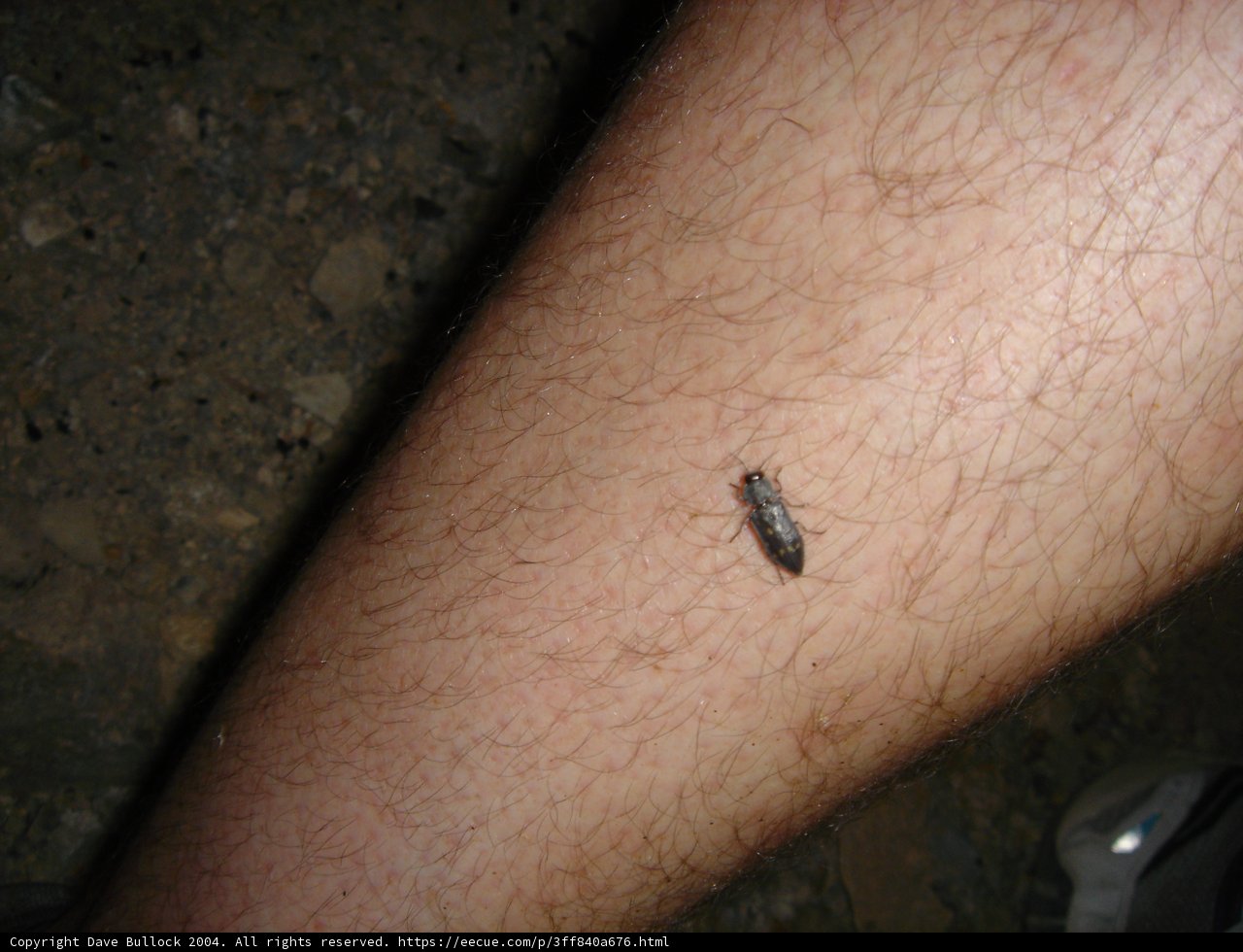 Unexpected Guest on Man's Leg
