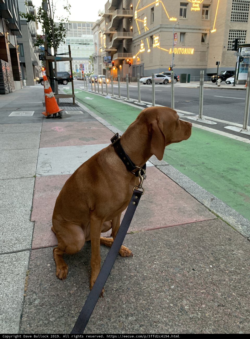 Sidewalk Sitting Vizsla