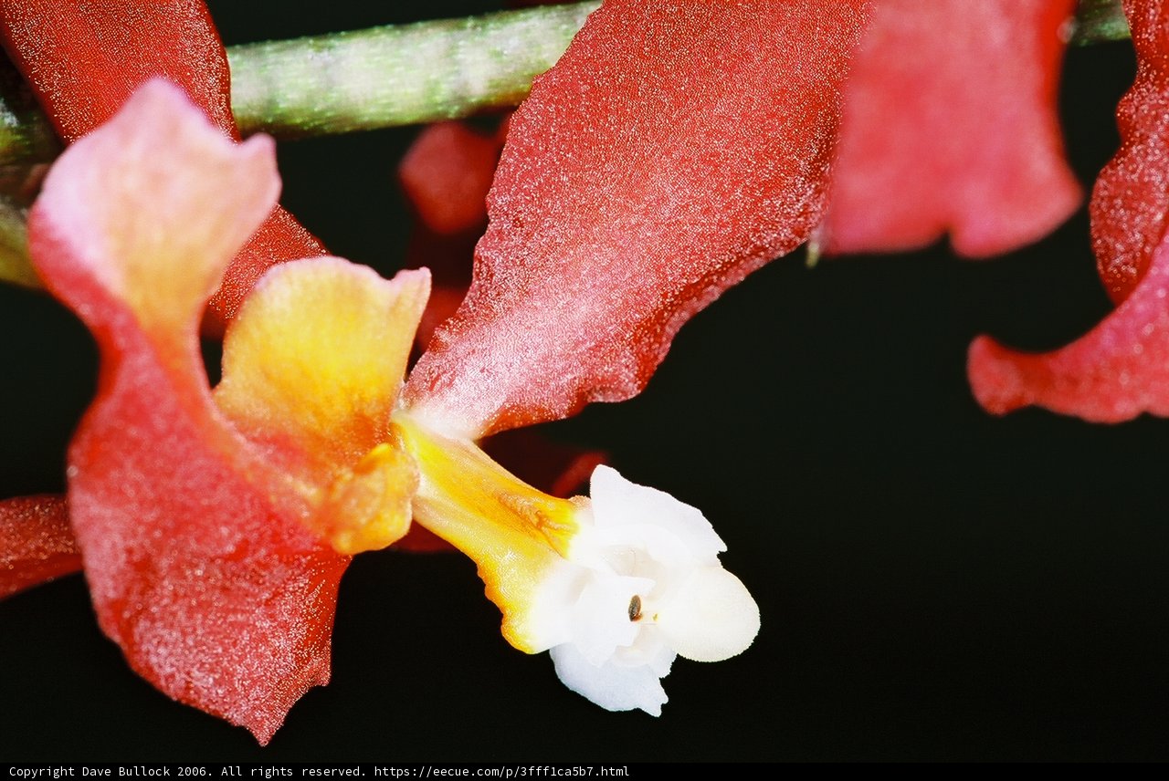 White Orchid Blossom