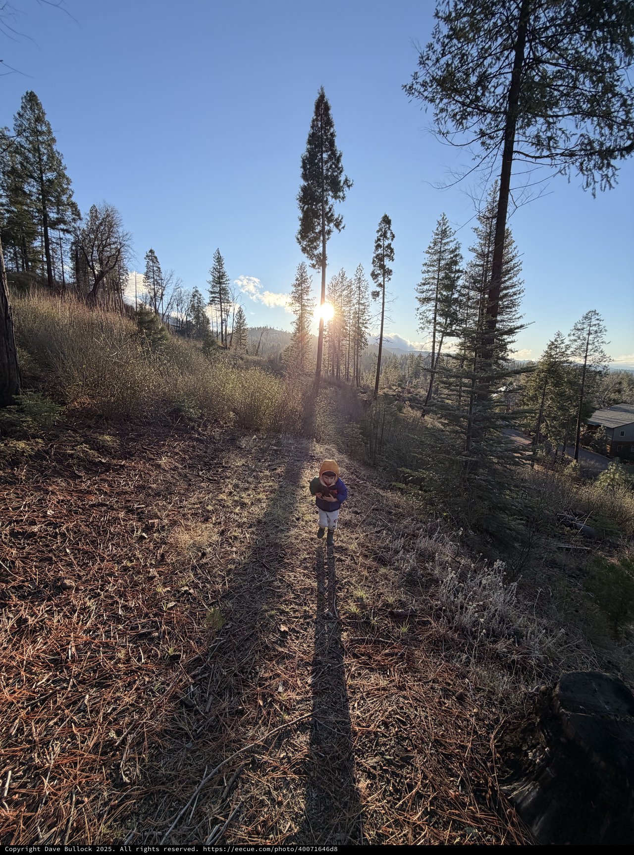 Child Standing in Golden Hour Forest Light