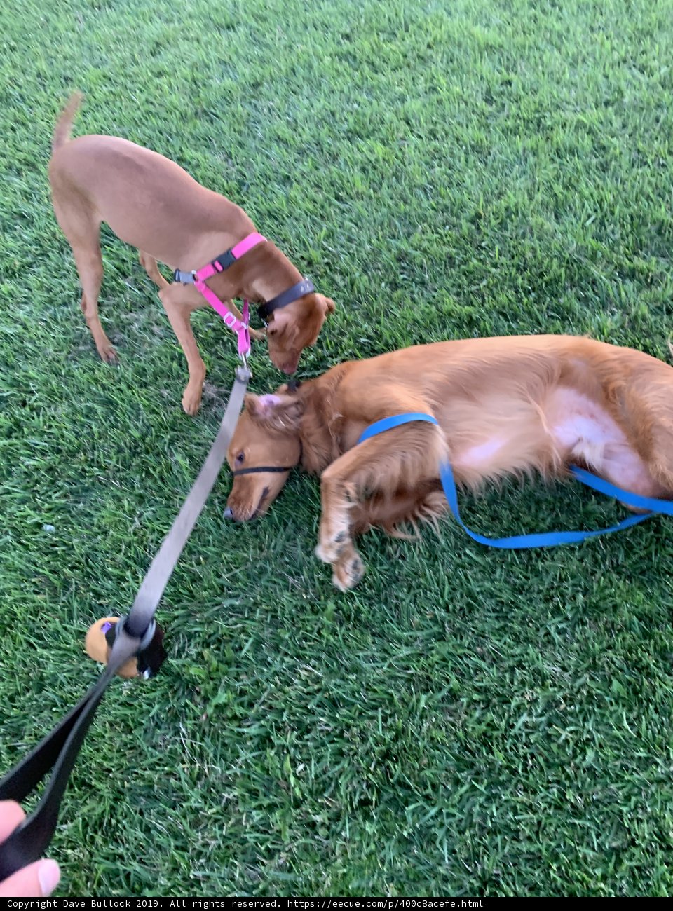 Canine Accessories on the Lawn