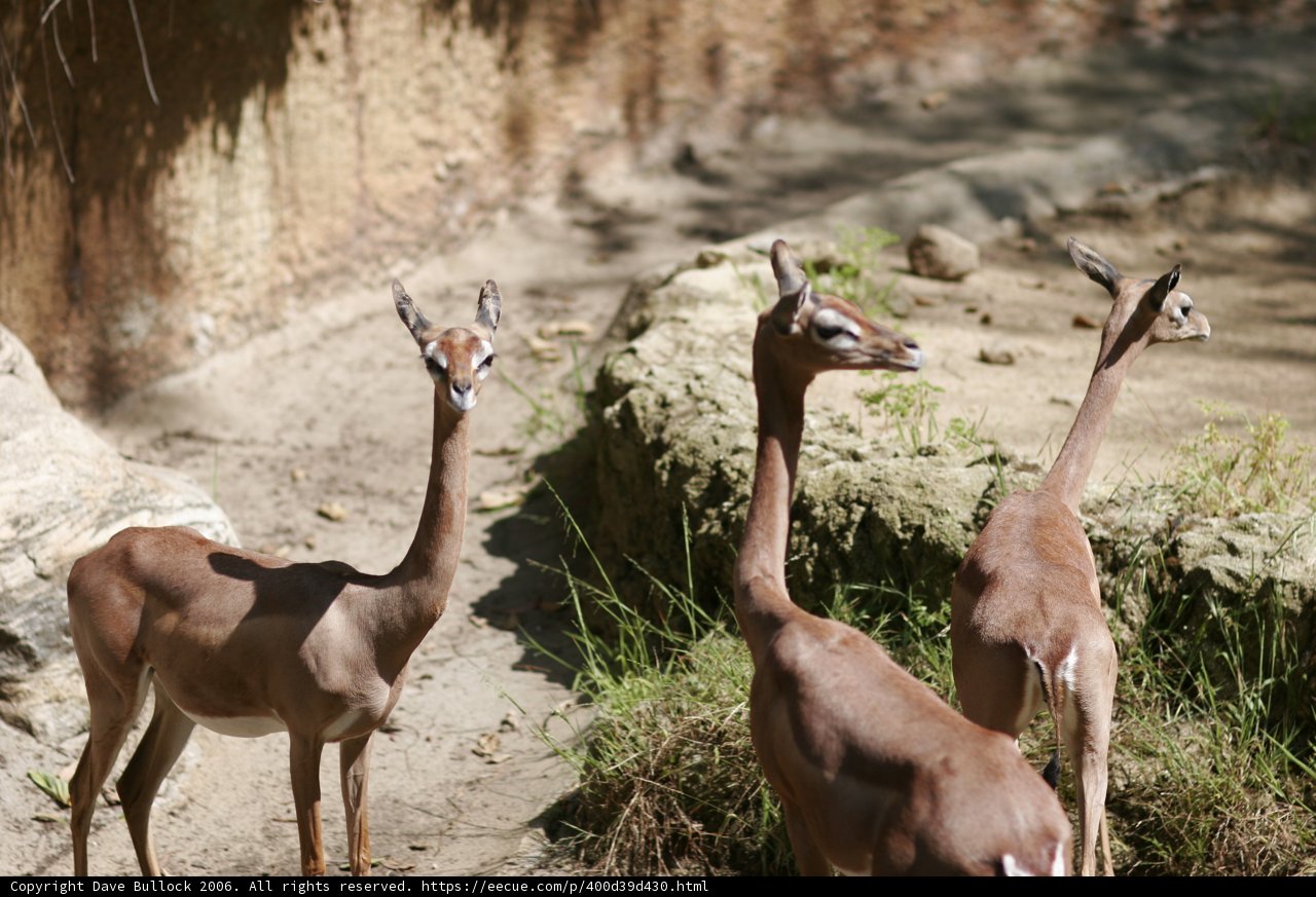 Three Majestic Impalas Grazing