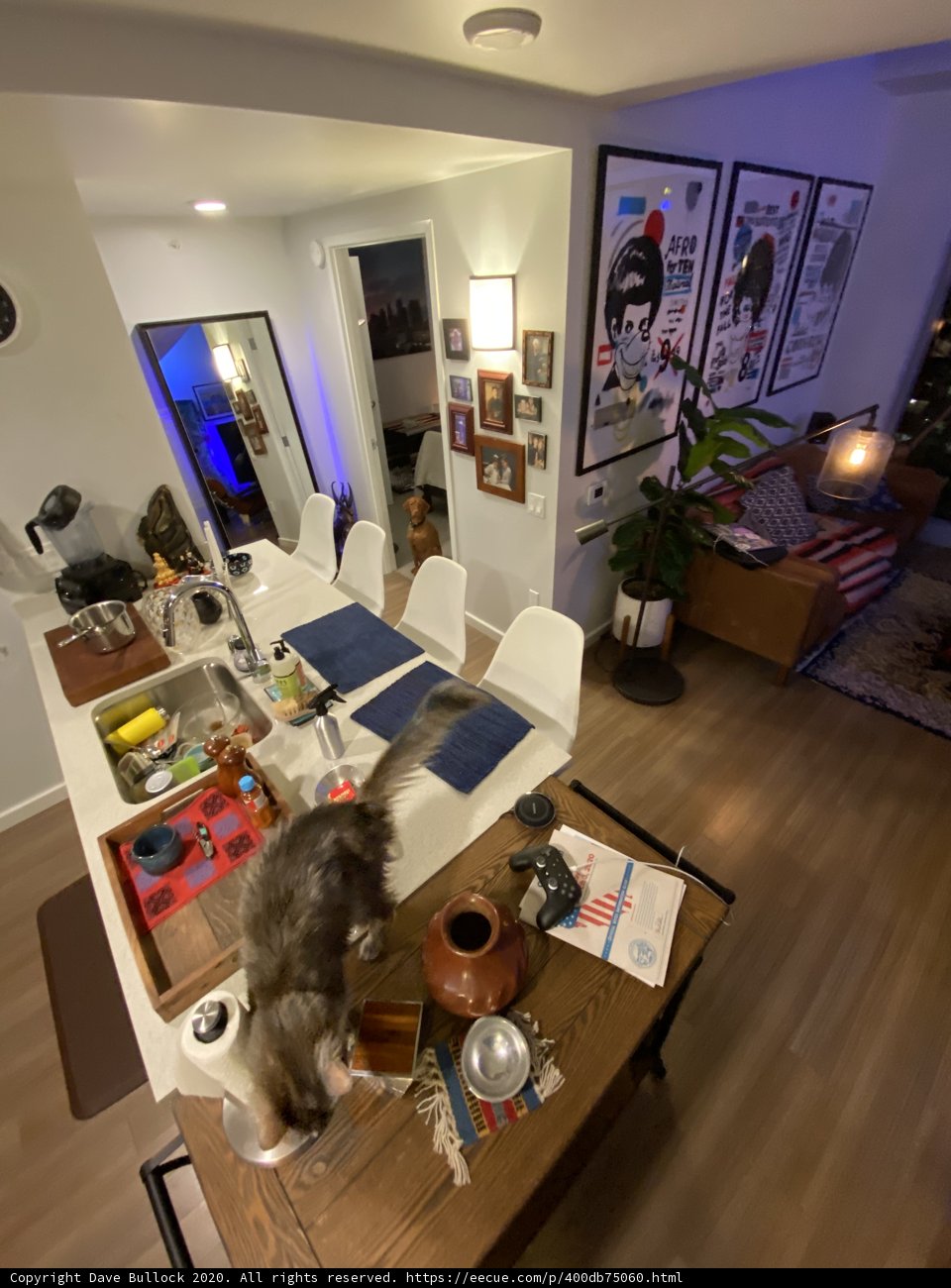 Feline Kitchen Companion