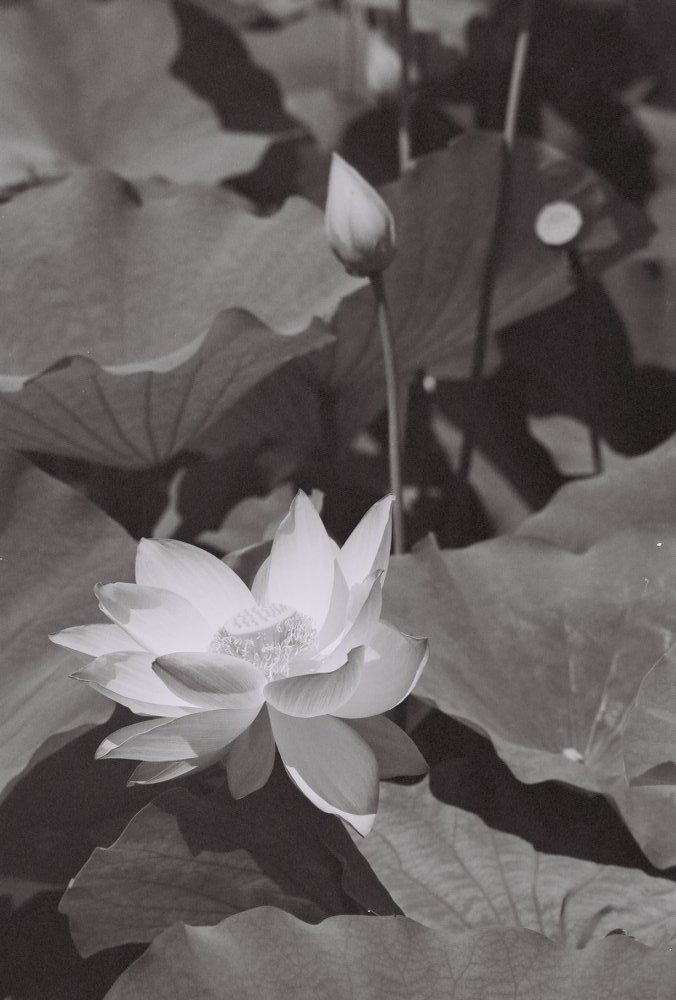 Timeless Beauty