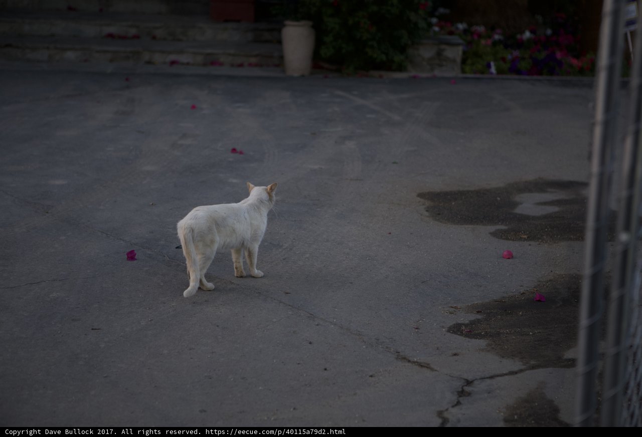 White Cat on a City Walkway