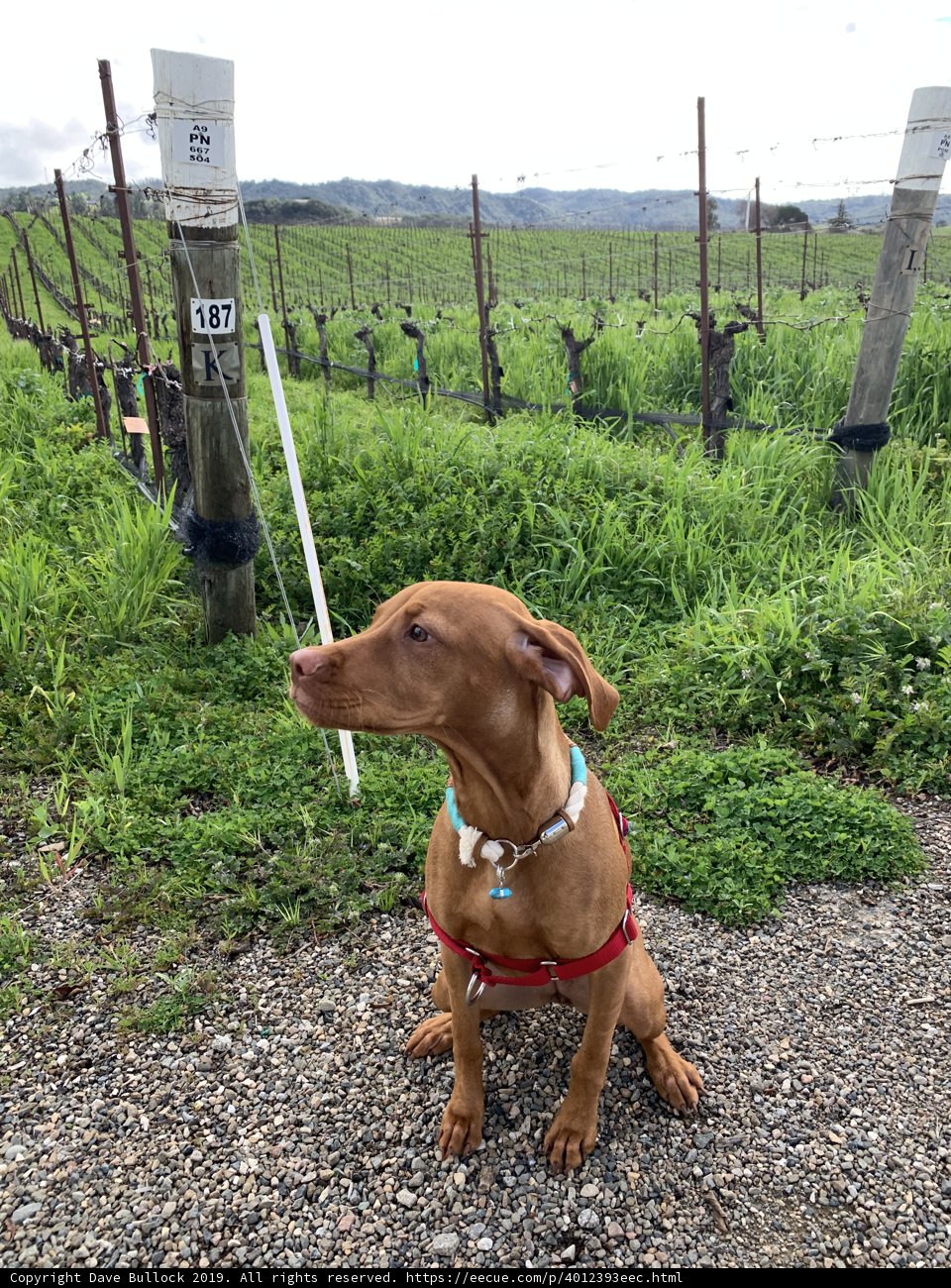 Vizsla in the Vineyard