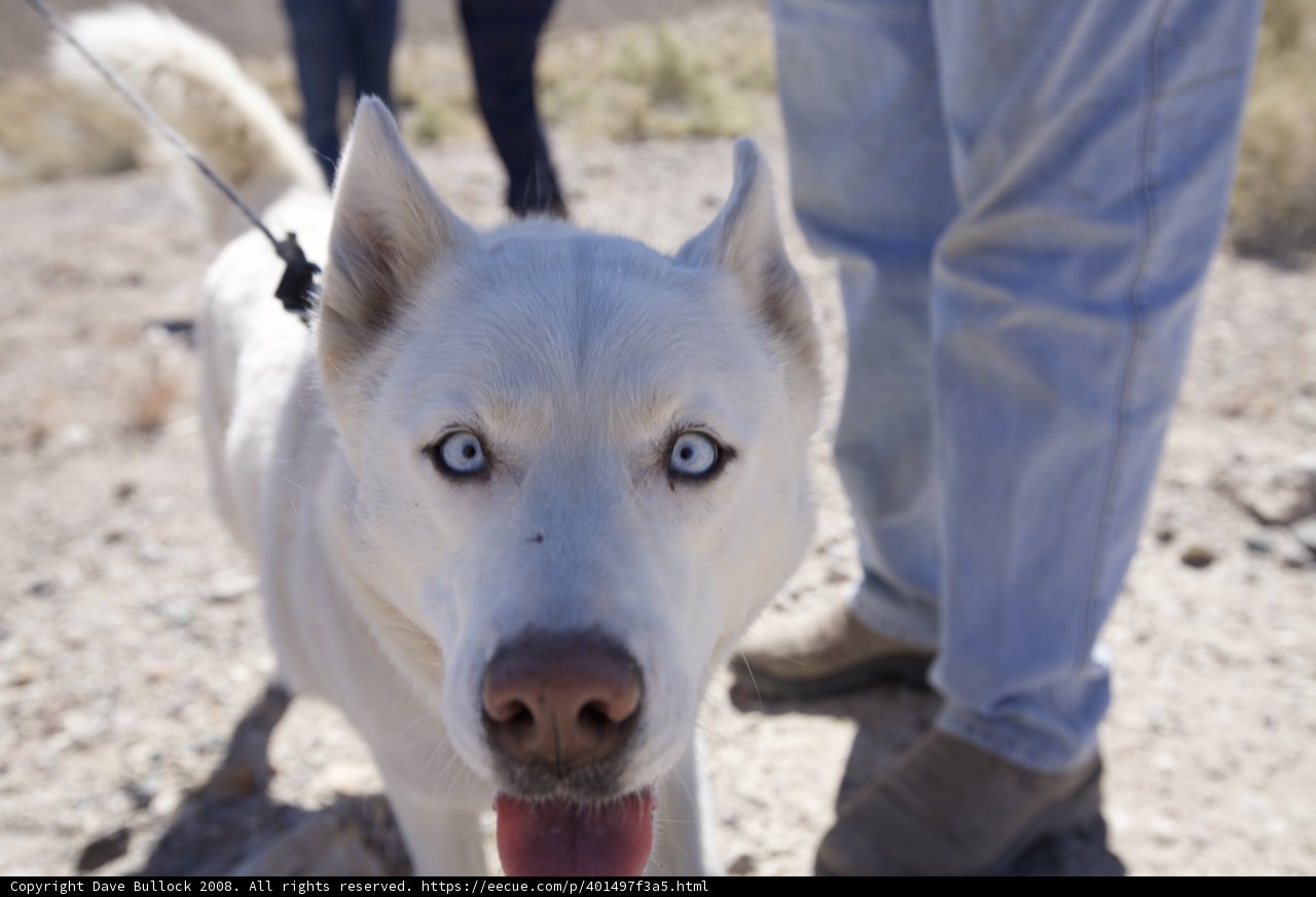 Blue-Eyed Husky on a Desert Adventure