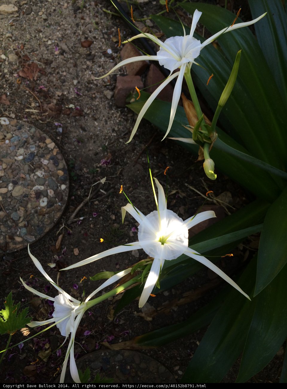 White Flowers in Altadena