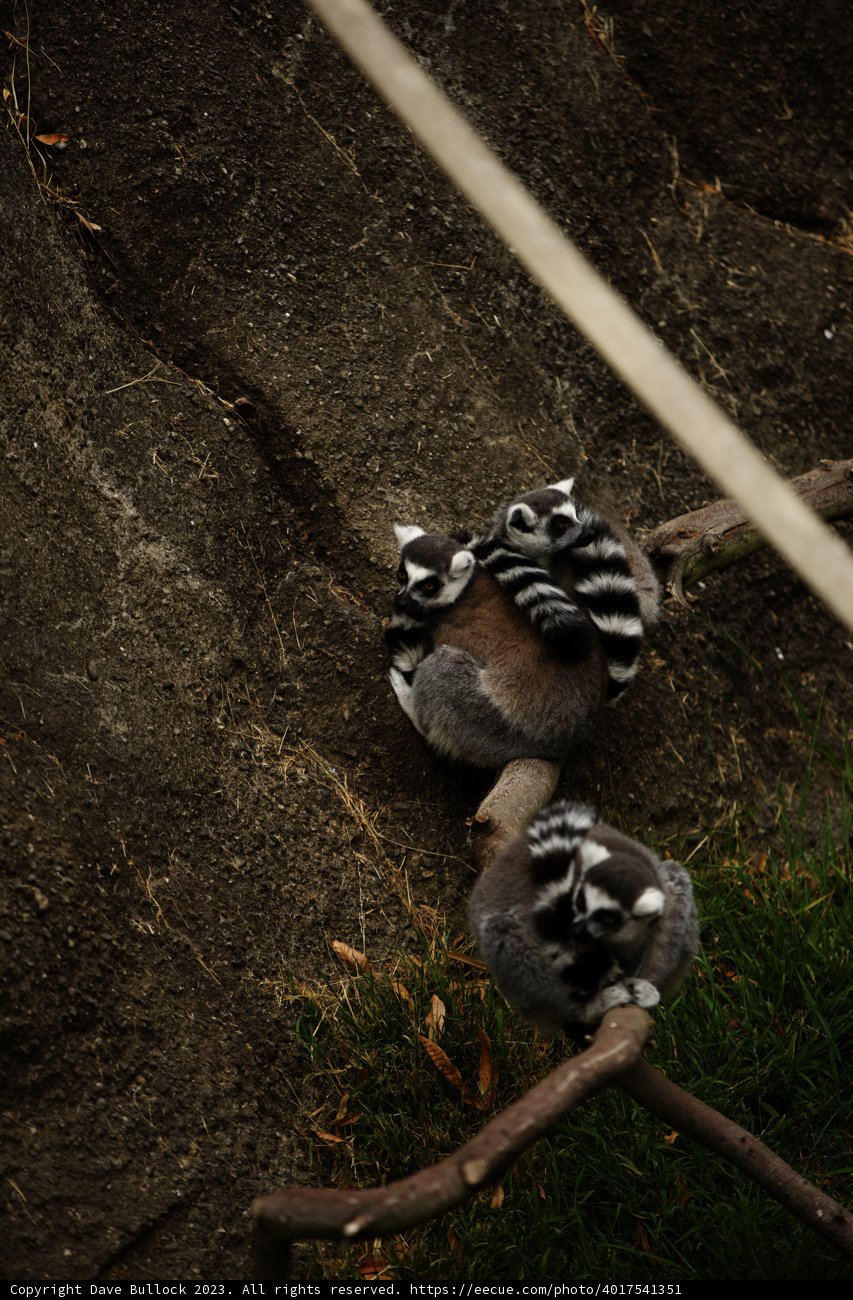 Playful Primate Pair
