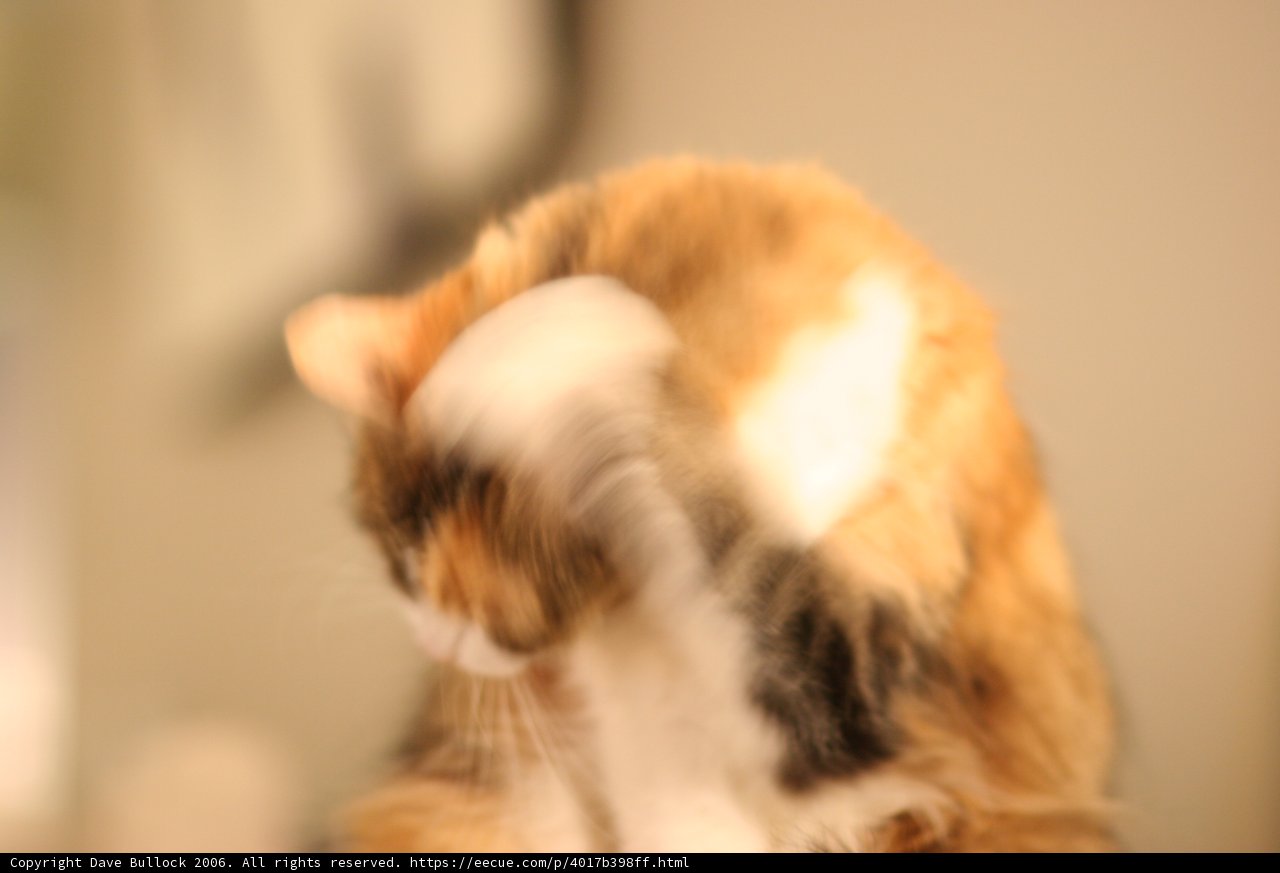 Feline Affection