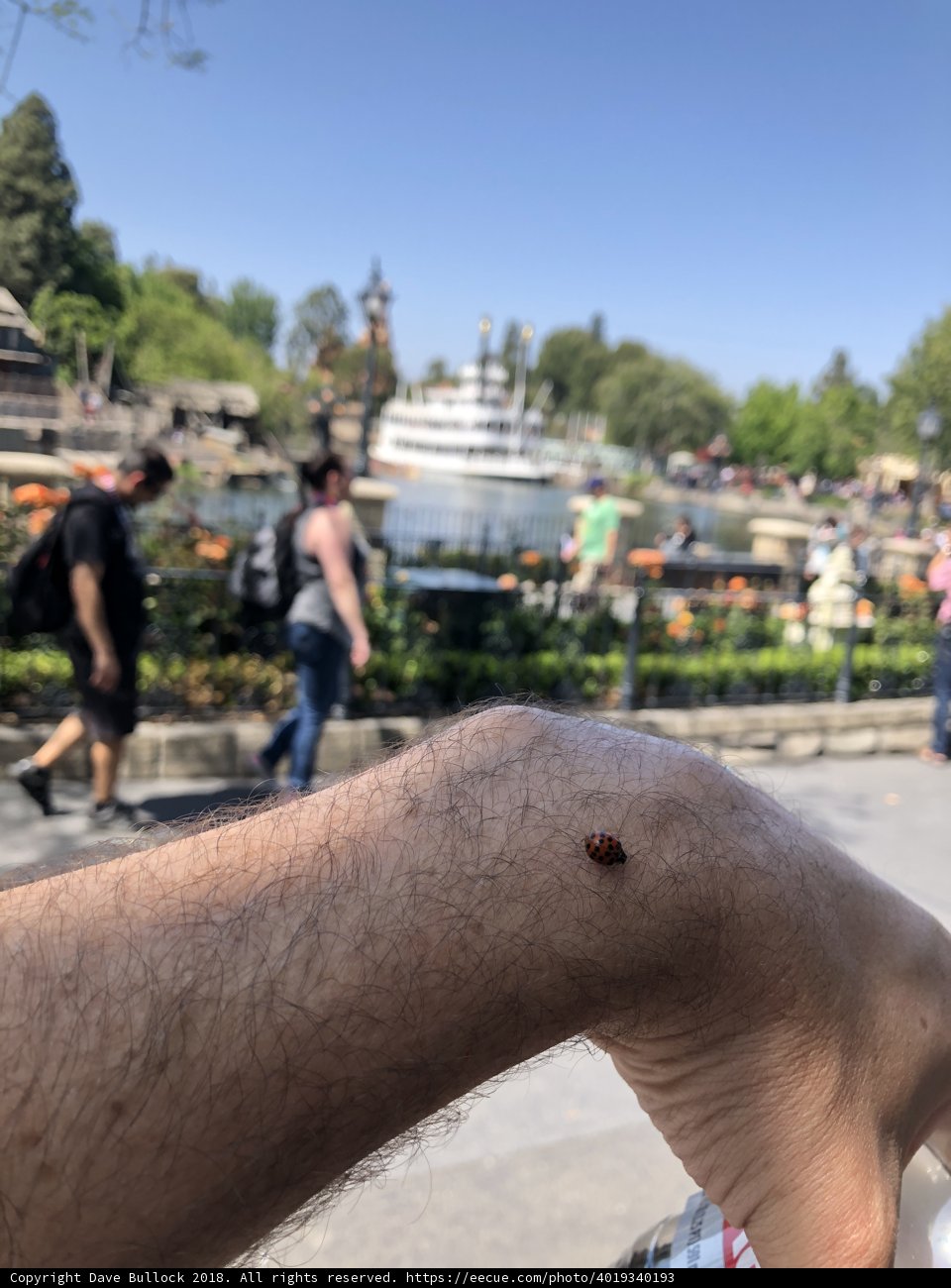 Ladybug Perched on Man's Arm