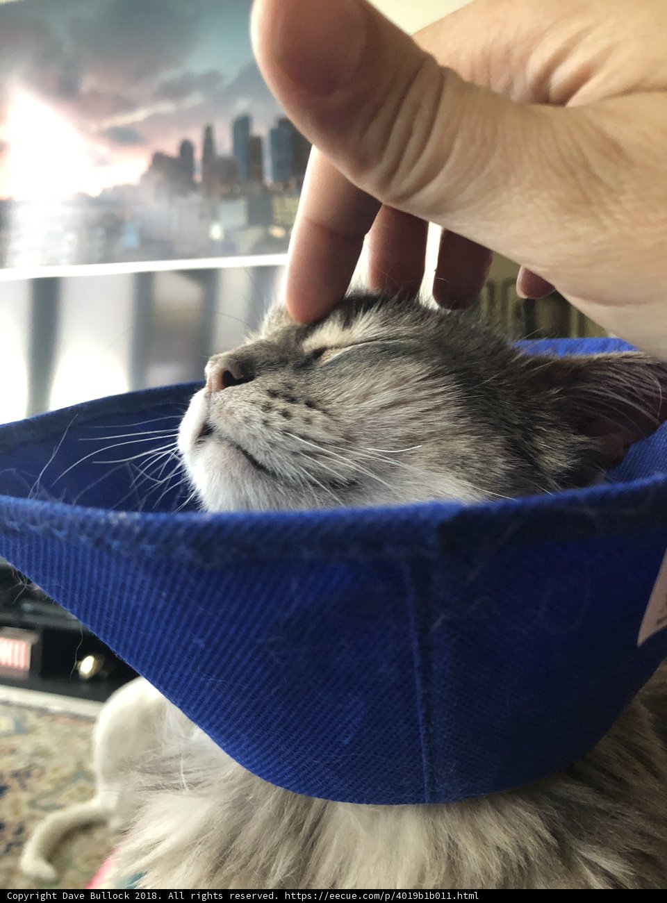 Conehead Feline