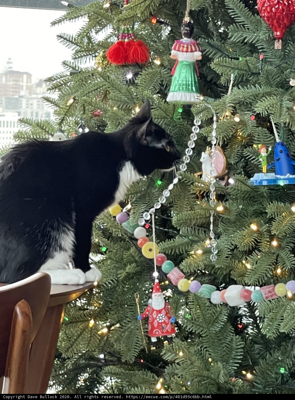Festive Feline