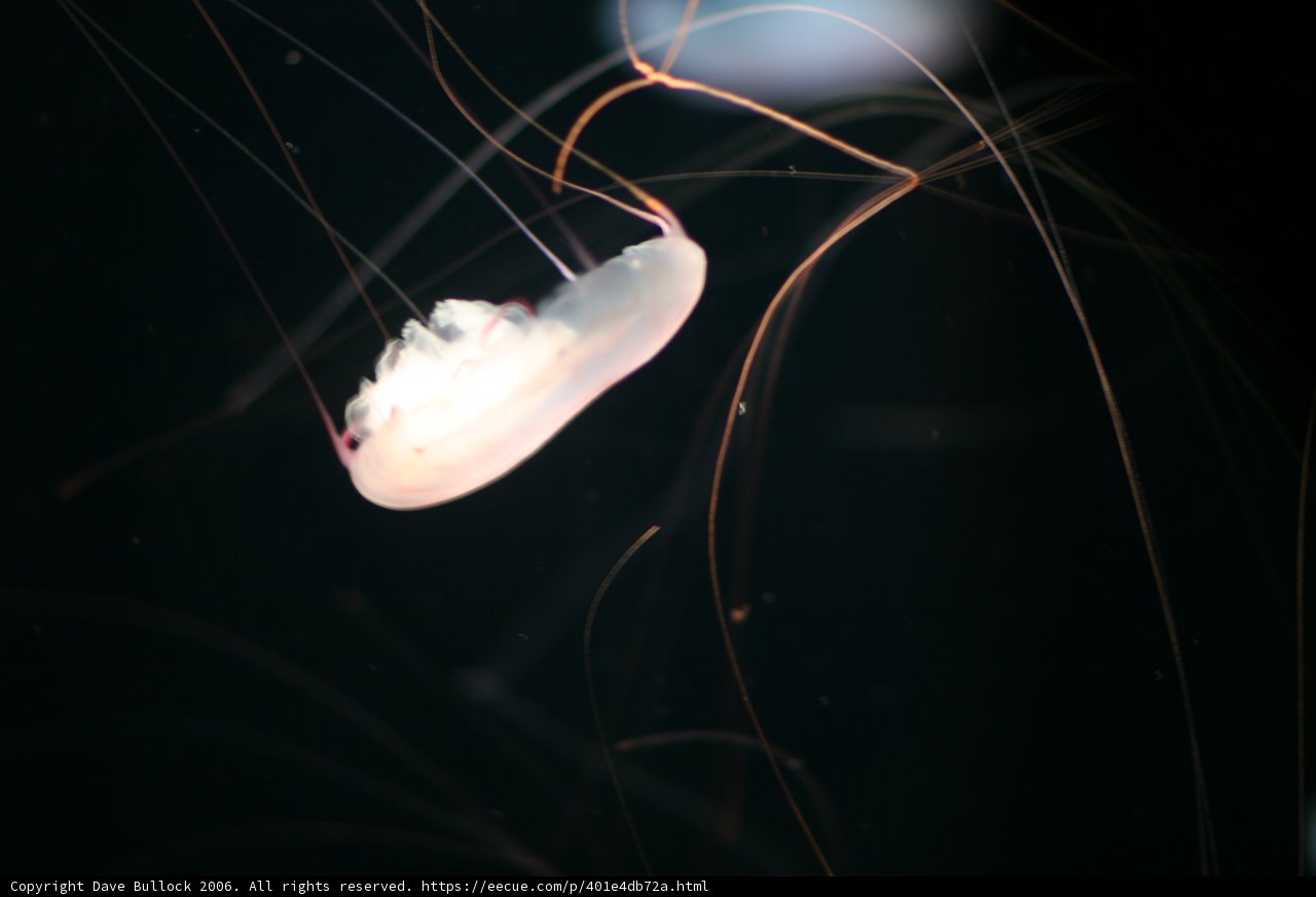 The Majestic Jellyfish