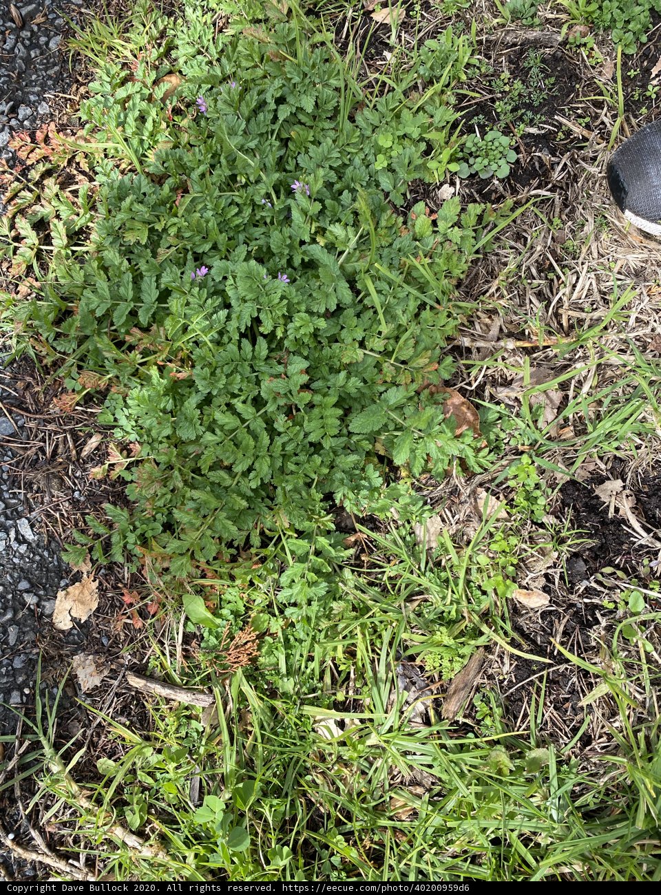 Sprouting Greens