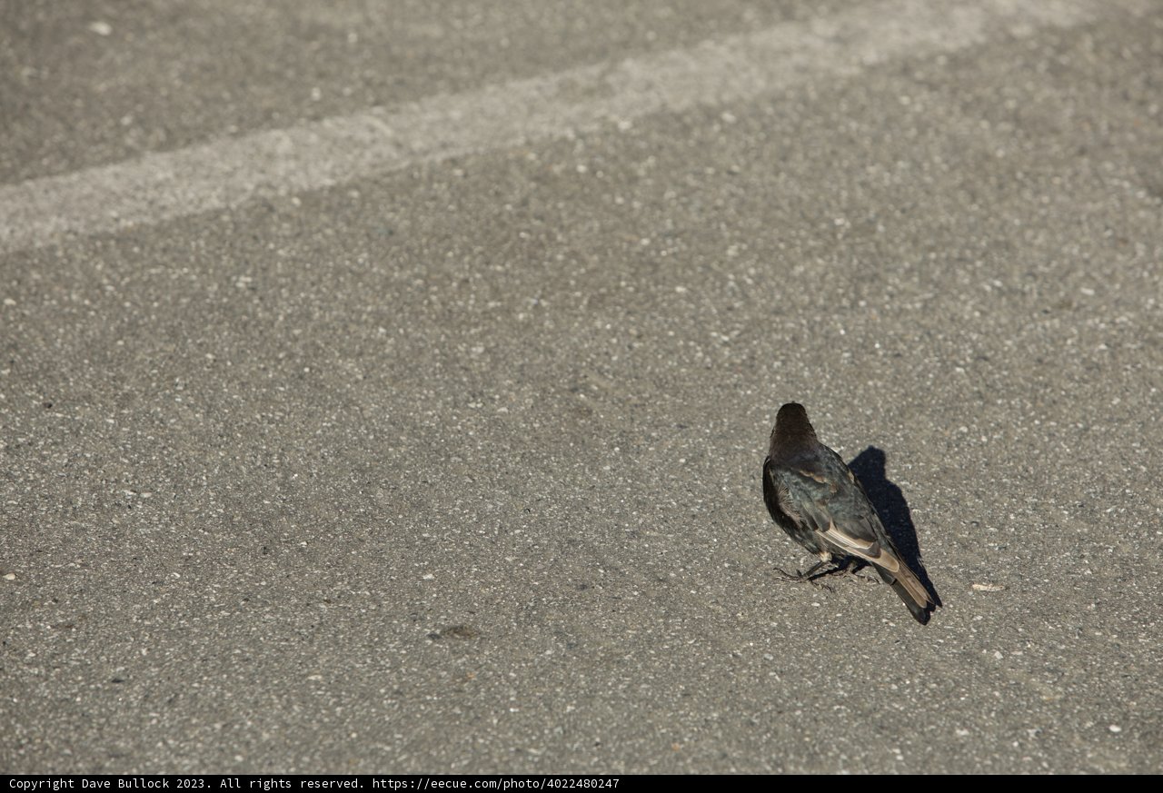 Solo Blackbird at SF Zoo