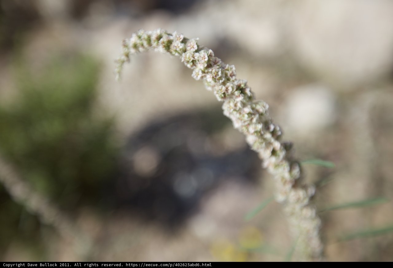 Delicate Amaranthaceae flowers among the grass