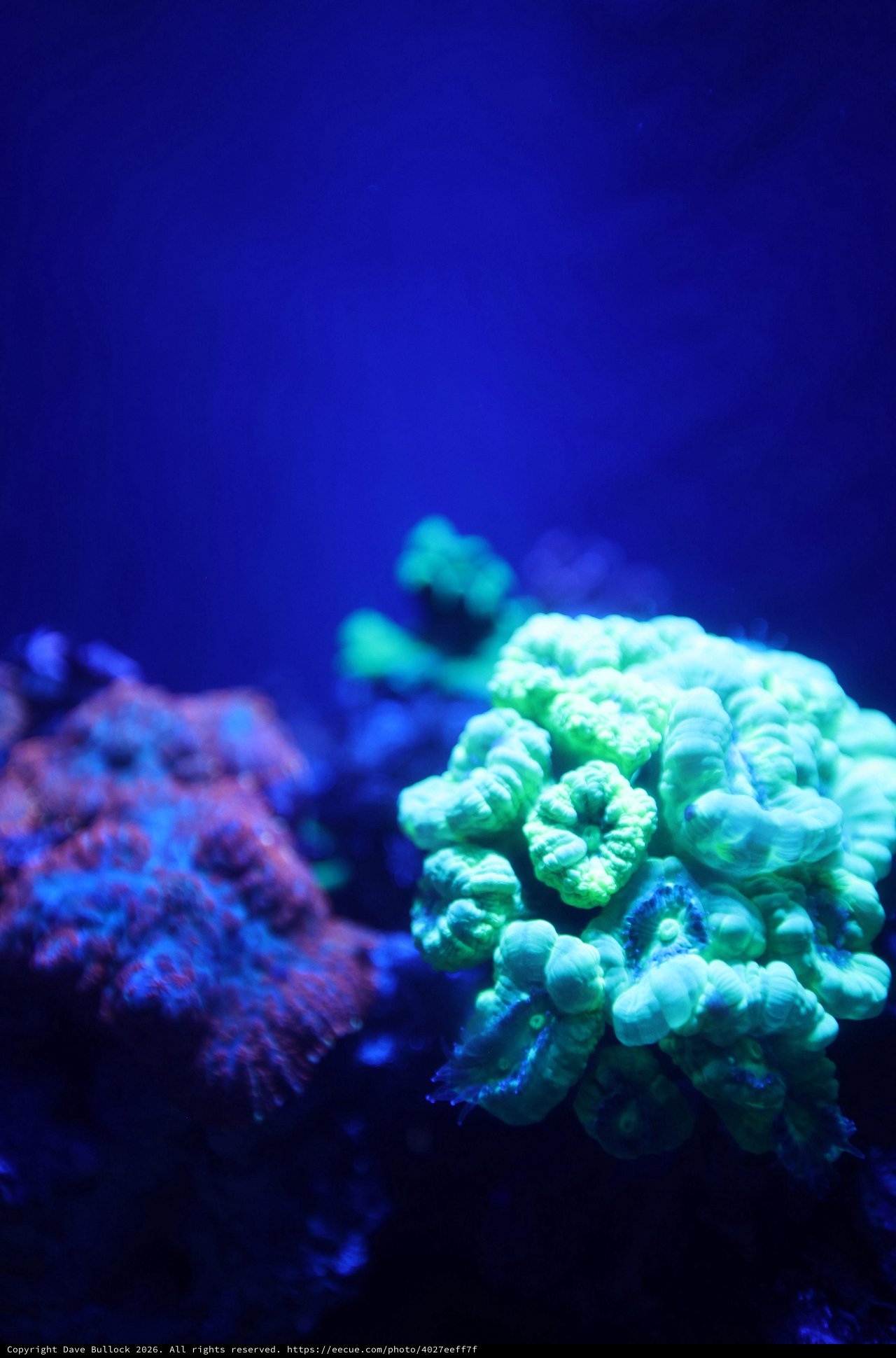 Vibrant Green Coral Under Blue Aquarium Lighting