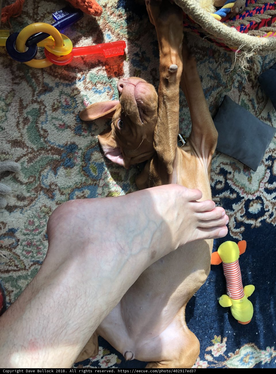 Resting Pup and Comfy Feet