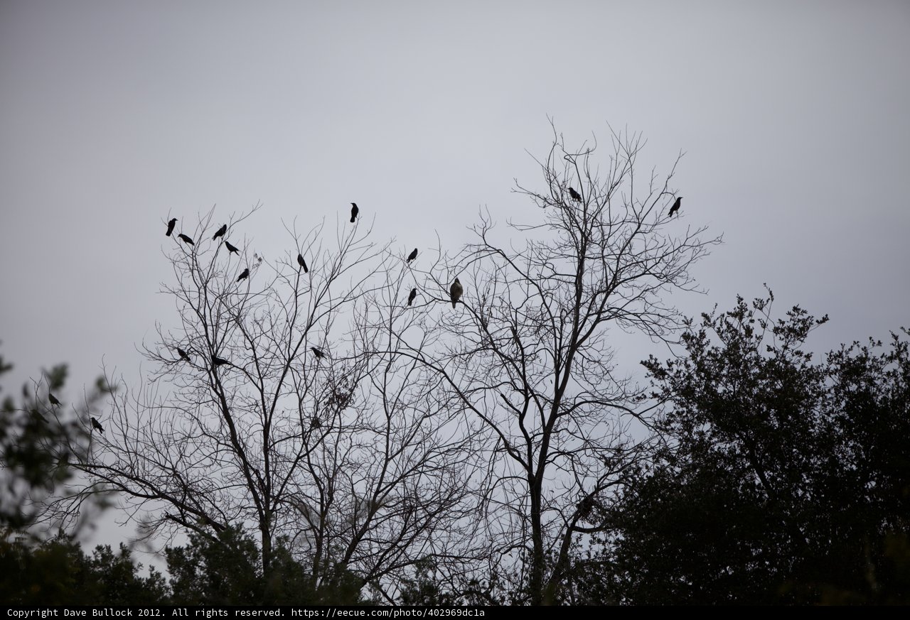 Silhouettes of Blackbirds: A Flock of 20 Birds Perched on a Tree
