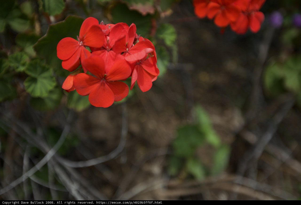 Scarlet Beauty