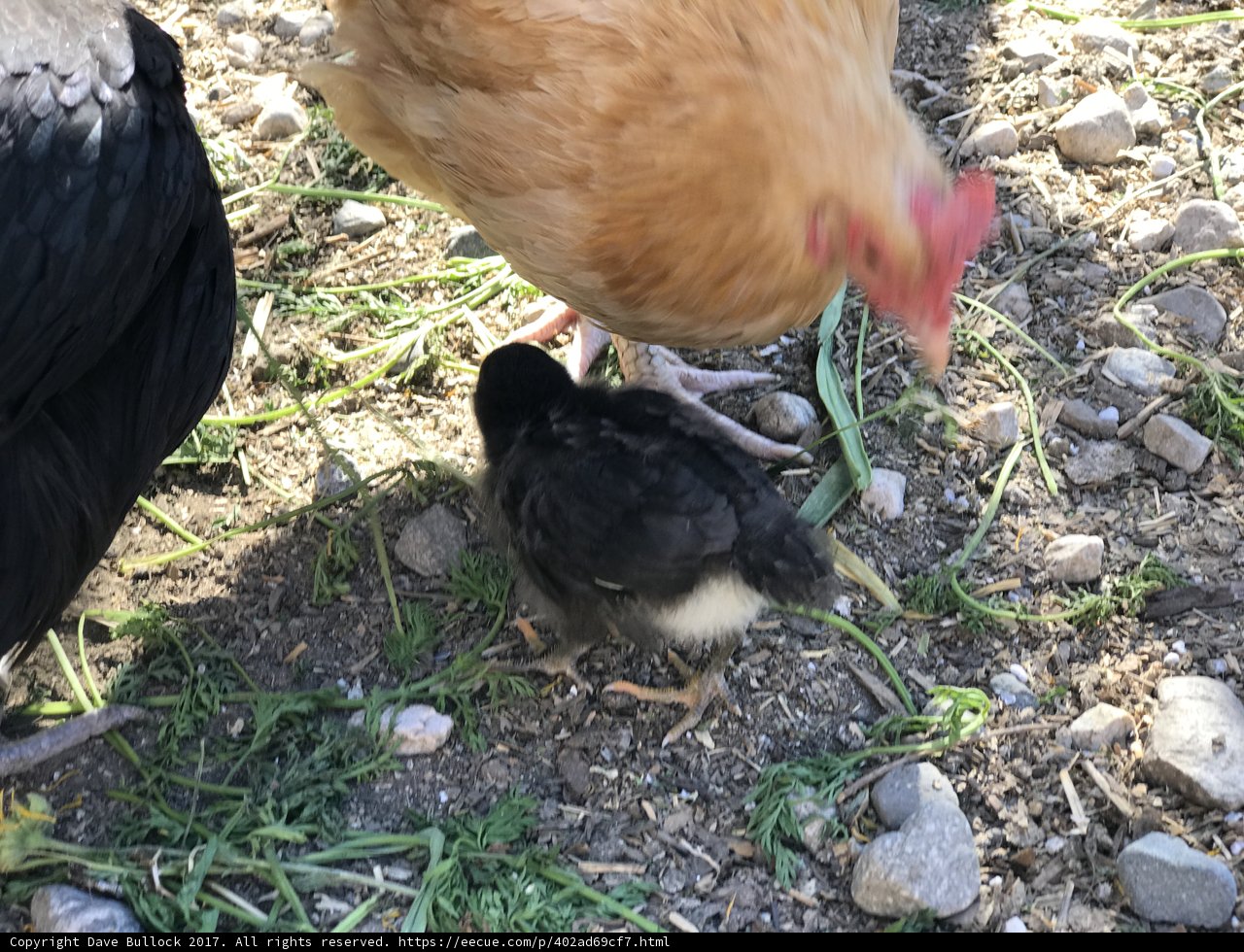 A Clucking Good Time