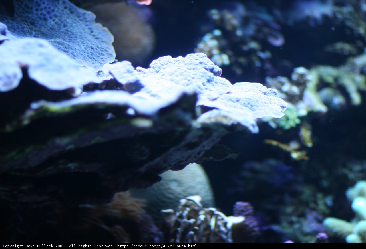 A Colorful World Below Captured in a Coral Reef