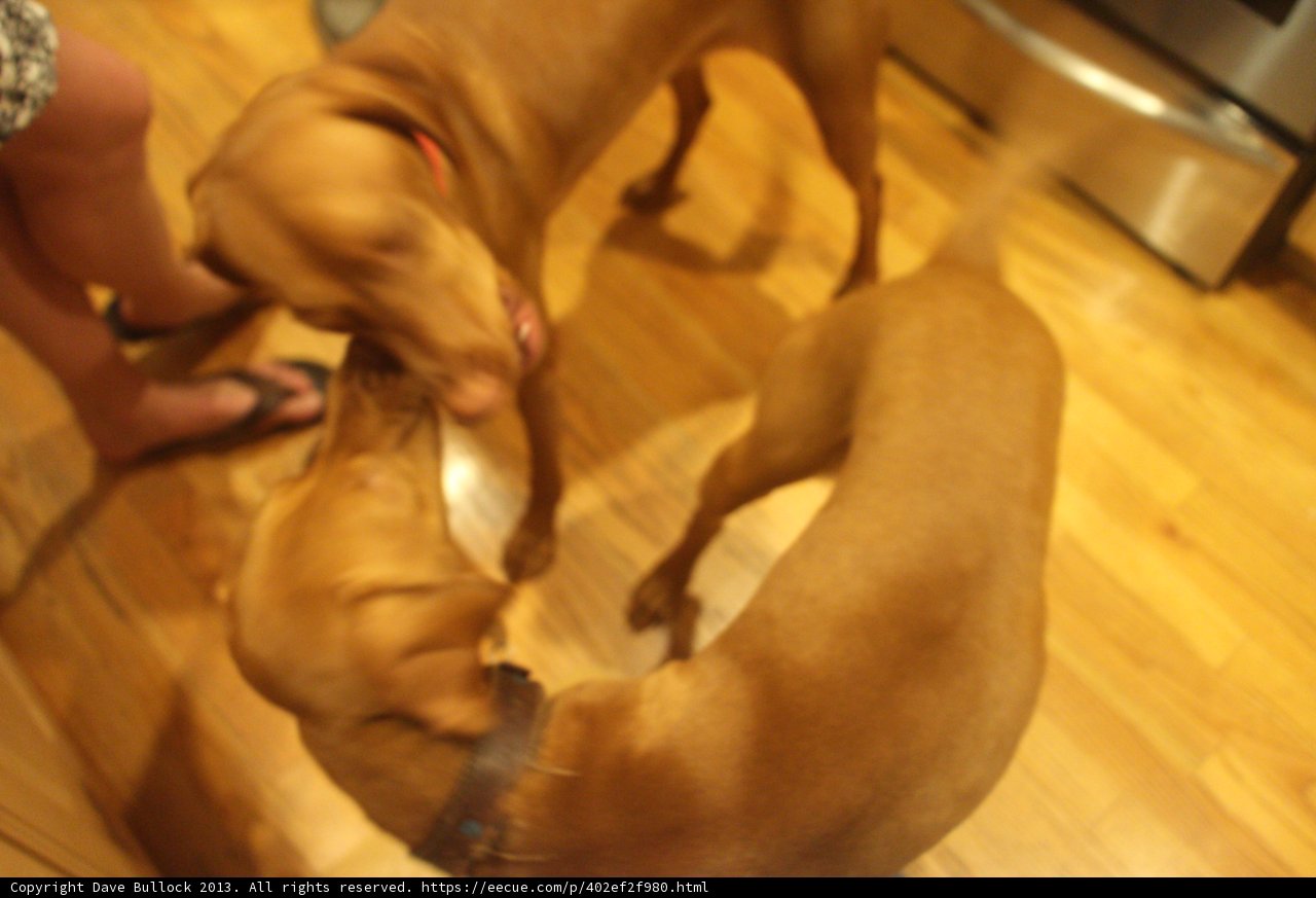 Playtime on Hardwood Floors