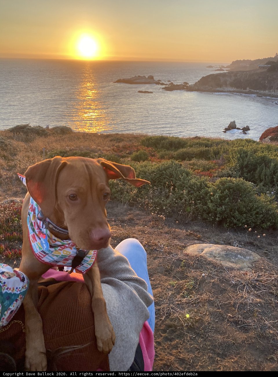 Canine Companion at Sunset