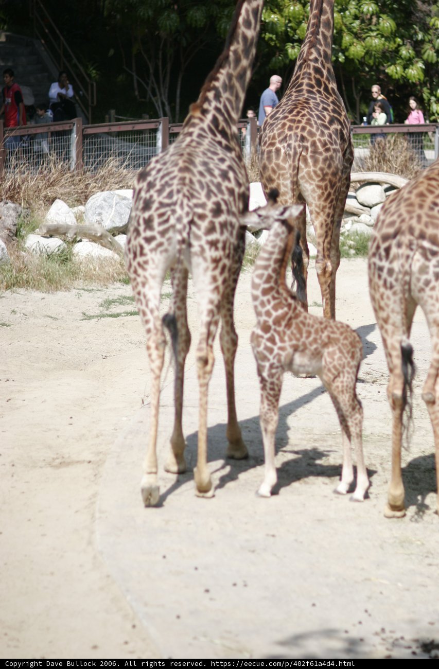 A Gathering of Giraffes