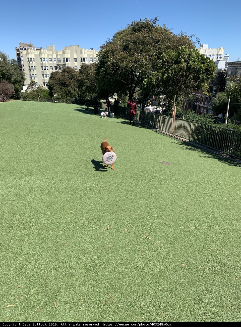 Playful Pup in Lafayette Park