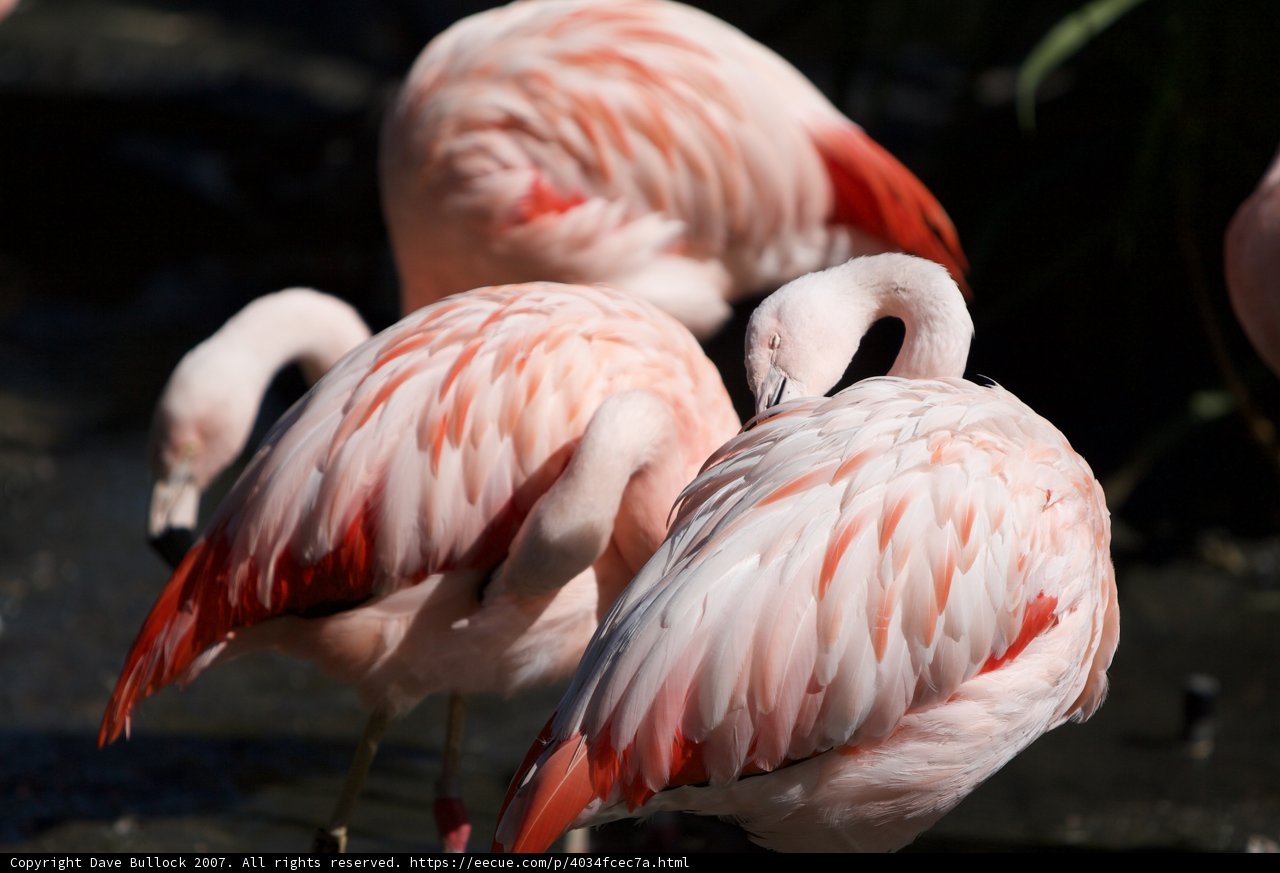 Flamingo Flock